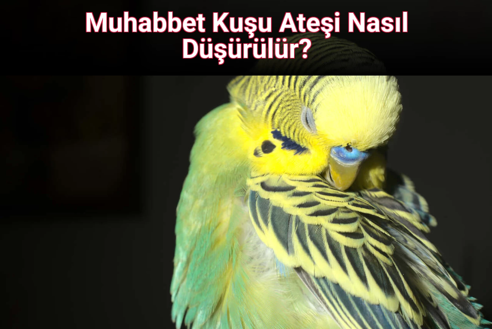 Muhabbet Kuşu Ateşi Nasıl Düşürülür?