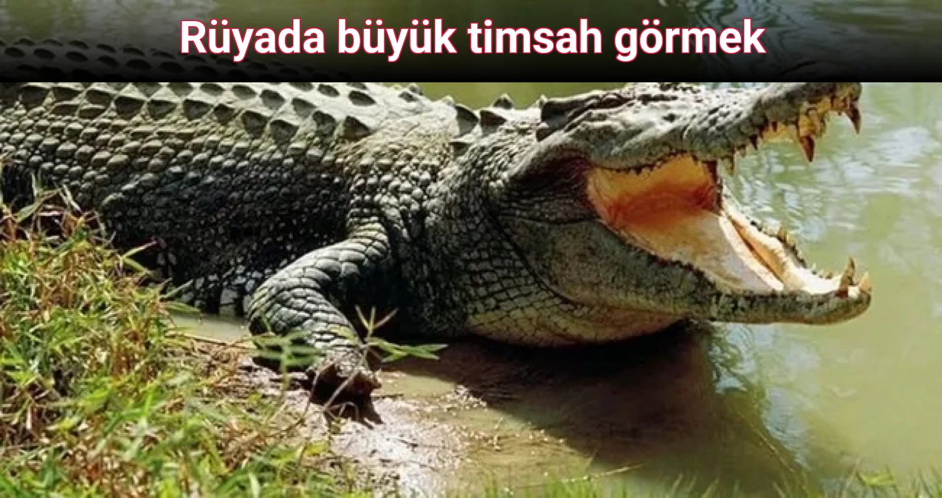 Rüyada büyük timsah görmek