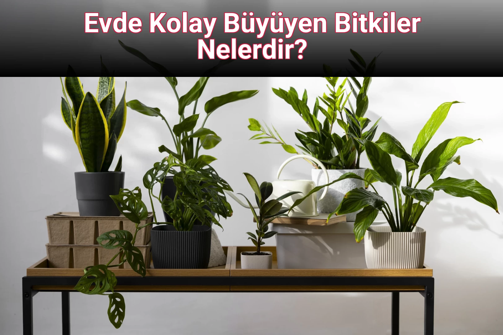 Evde Kolay Büyüyen Bitkiler Nelerdir?