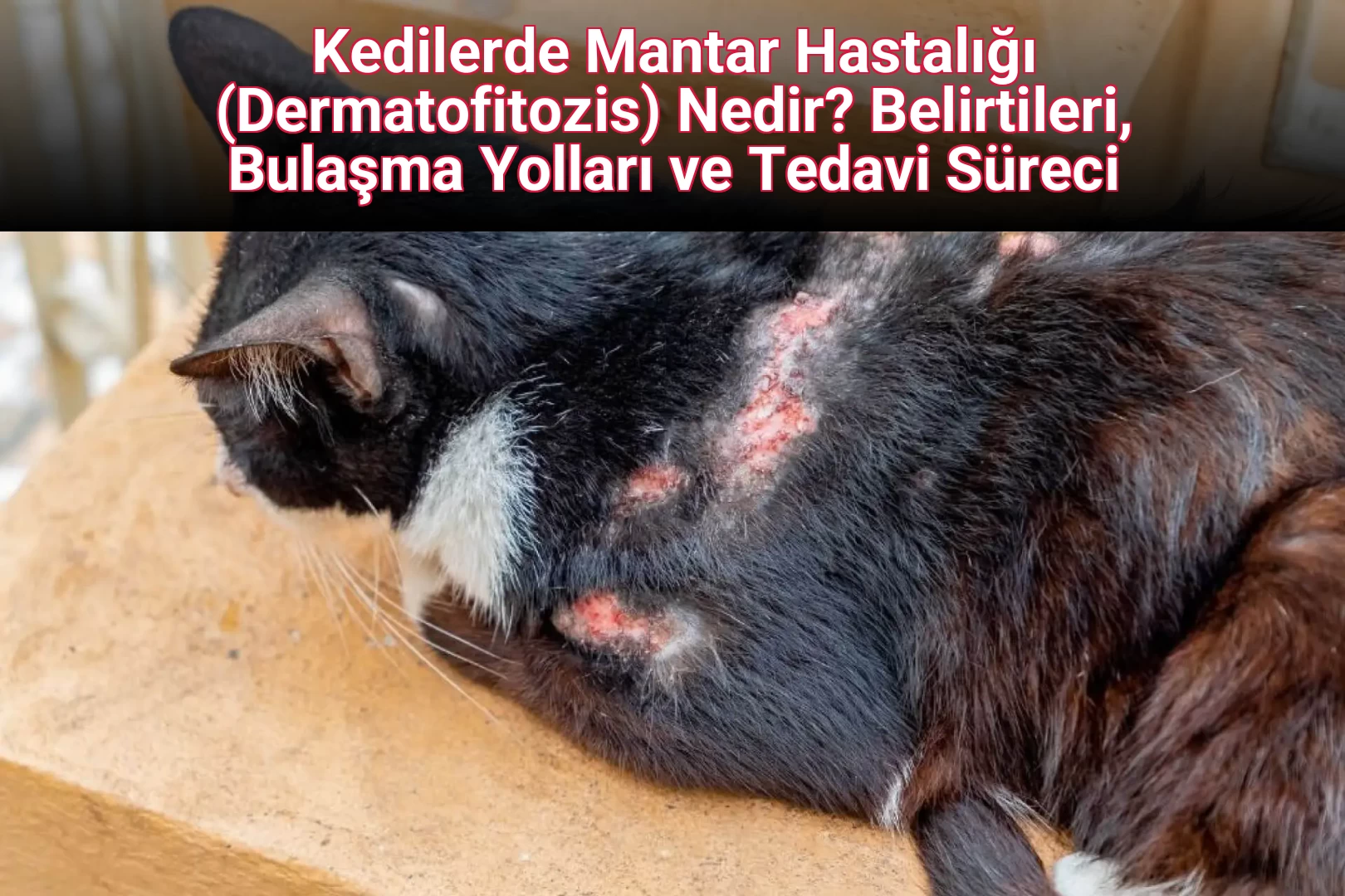 Kedilerde Mantar Hastalığı (Dermatofitozis) Nedir? Belirtileri, Bulaşma Yolları ve Tedavi Süreci