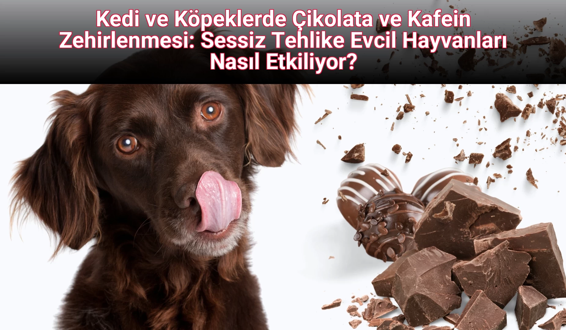 Kedi ve Köpeklerde Çikolata ve Kafein Zehirlenmesi: Sessiz Tehlike Evcil Hayvanları Nasıl Etkiliyor?
