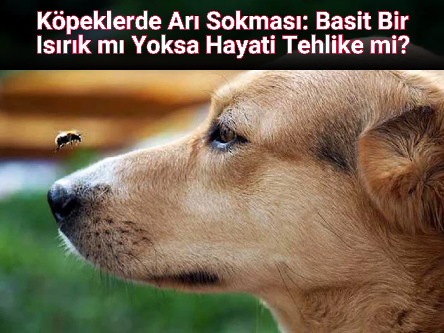 Köpeklerde Arı Sokması: Basit Bir Isırık mı Yoksa Hayati Tehlike mi?