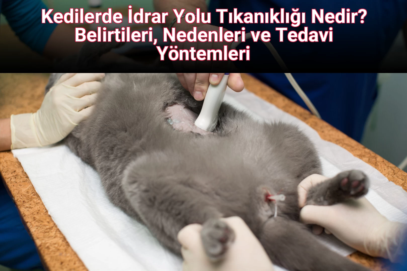 Kedilerde İdrar Yolu Tıkanıklığı Nedir? Belirtileri, Nedenleri ve Tedavi Yöntemleri