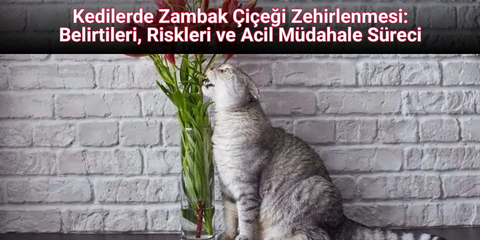 Kedilerde Zambak Çiçeği Zehirlenmesi: Belirtileri, Riskleri ve Acil Müdahale Süreci