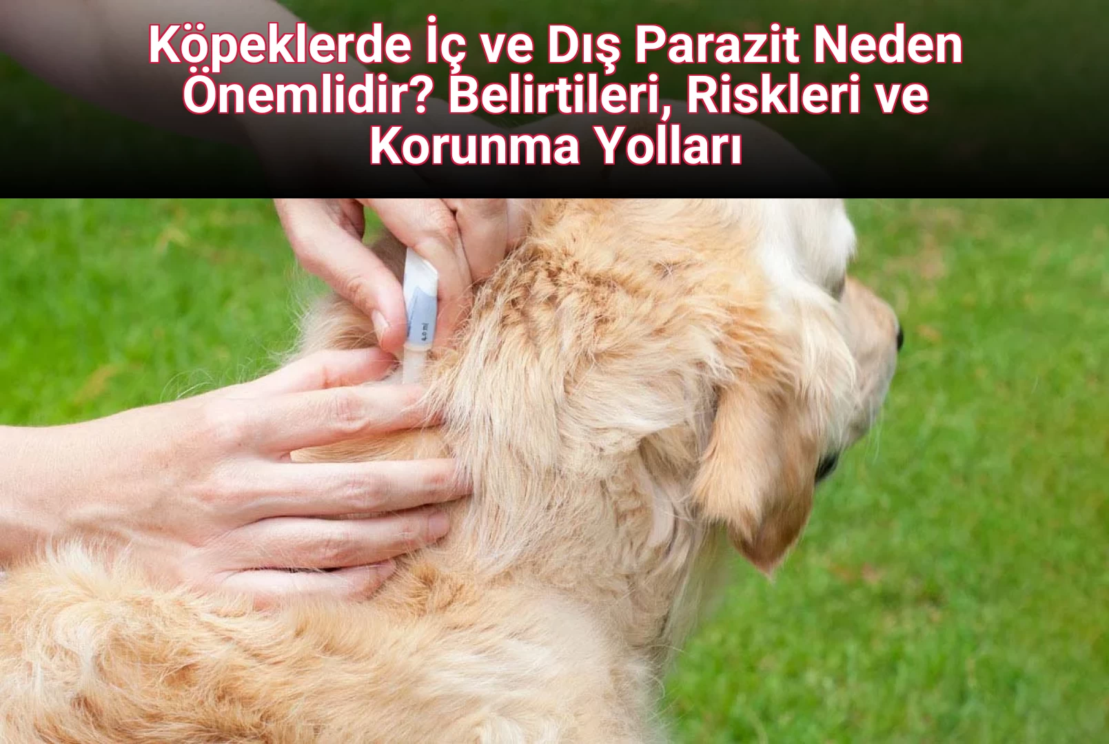 Köpeklerde İç ve Dış Parazit Neden Önemlidir? Belirtileri, Riskleri ve Korunma Yolları