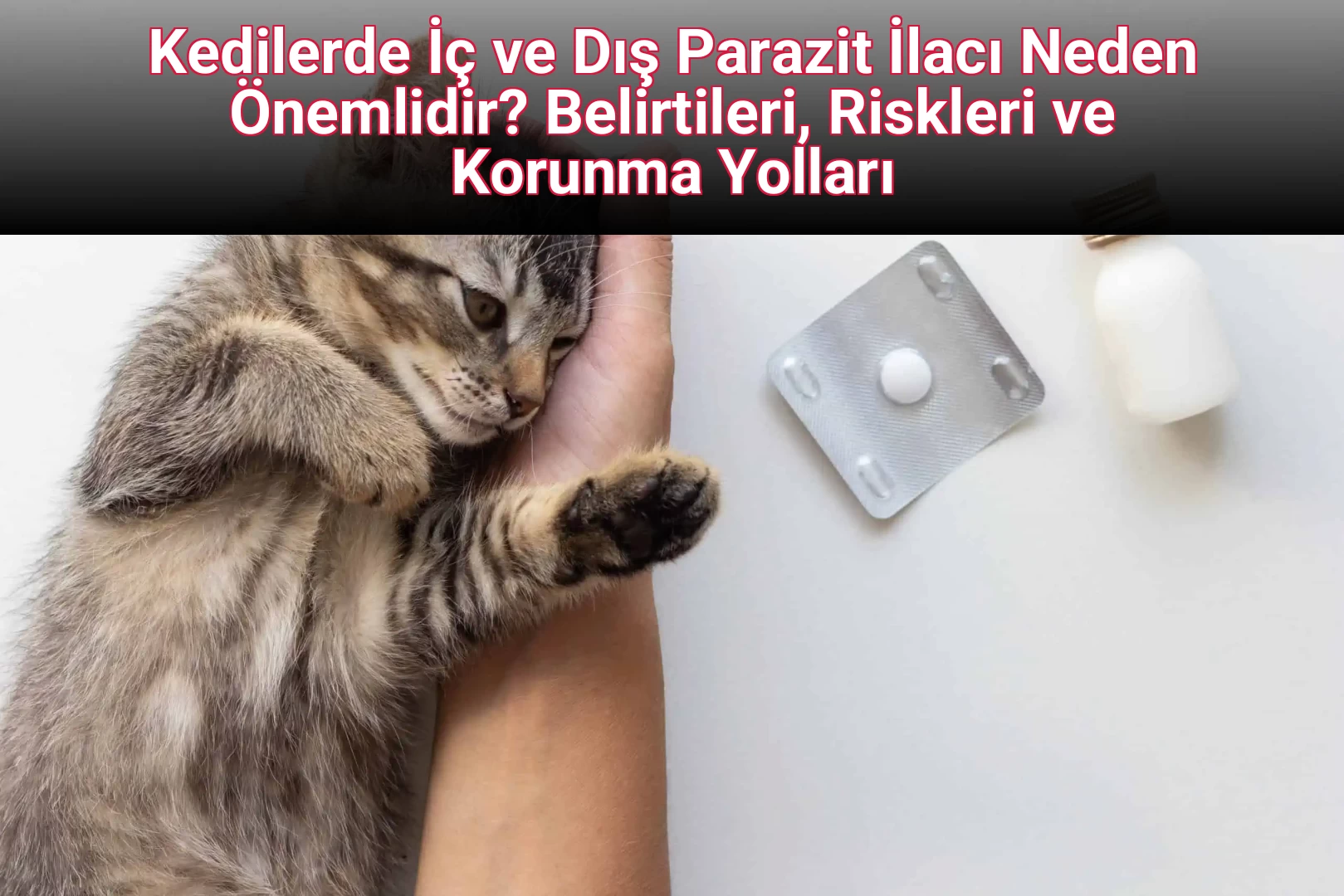 Kedilerde İç ve Dış Parazit İlacı Neden Önemlidir? Belirtileri, Riskleri ve Korunma Yolları