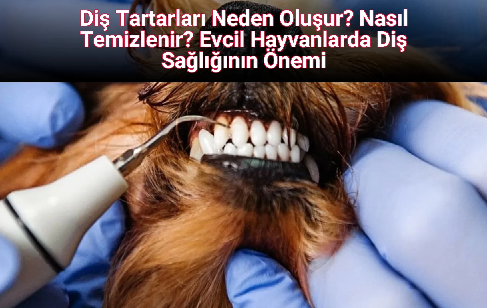 Diş Tartarları Neden Oluşur? Nasıl Temizlenir? Evcil Hayvanlarda Diş Sağlığının Önemi
