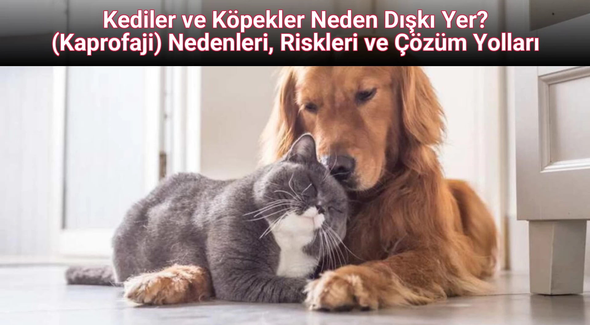 Kediler ve Köpekler Neden Dışkı Yer? (Kaprofaji) Nedenleri, Riskleri ve Çözüm Yolları