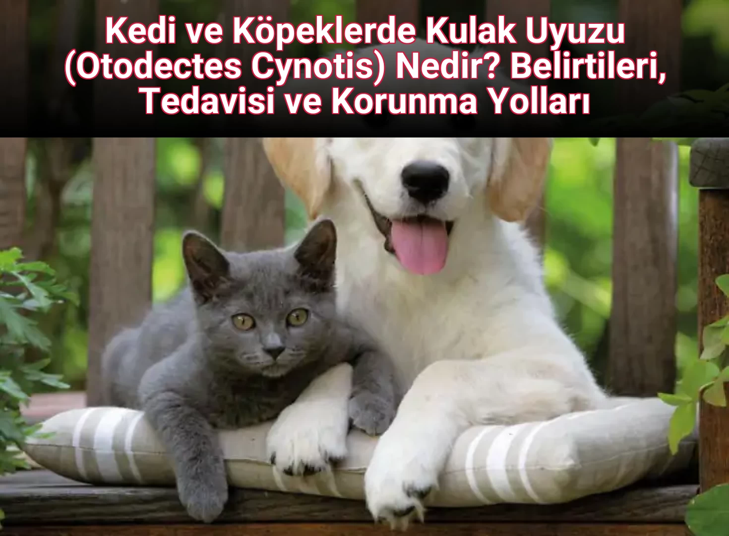 Kedi ve Köpeklerde Kulak Uyuzu (Otodectes Cynotis) Nedir? Belirtileri, Tedavisi ve Korunma Yolları