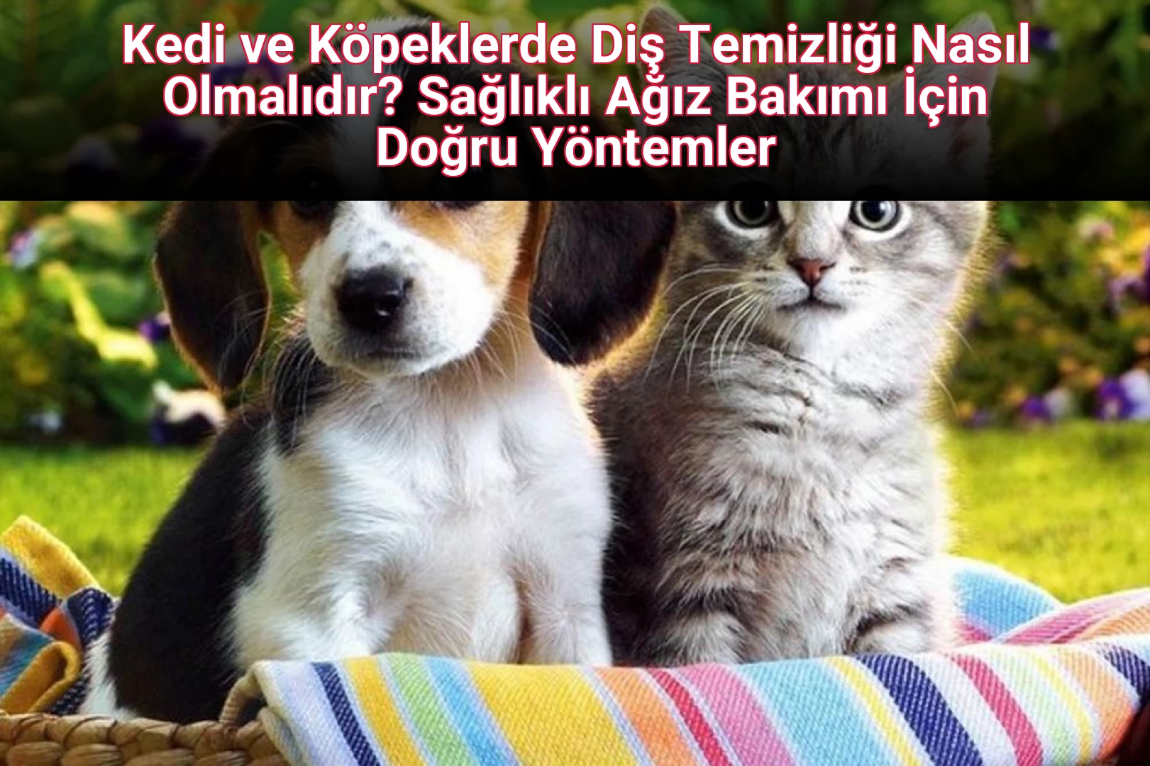 Kedi ve Köpeklerde Diş Temizliği Nasıl Olmalıdır? Sağlıklı Ağız Bakımı İçin Doğru Yöntemler