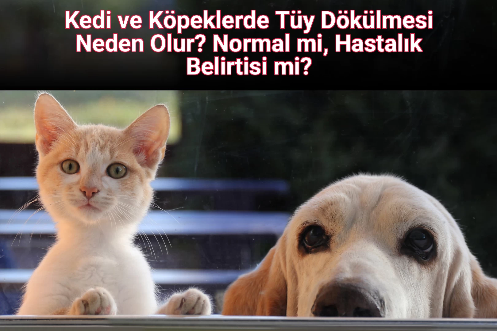 Kedi ve Köpeklerde Tüy Dökülmesi Neden Olur? Normal mi, Hastalık Belirtisi mi?