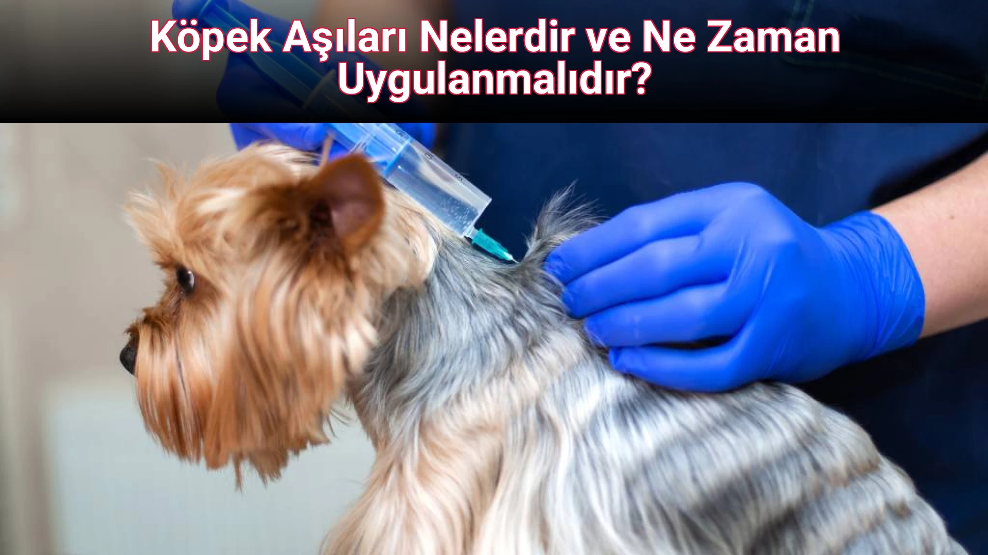 Köpek Aşıları Nelerdir ve Ne Zaman Uygulanmalıdır?