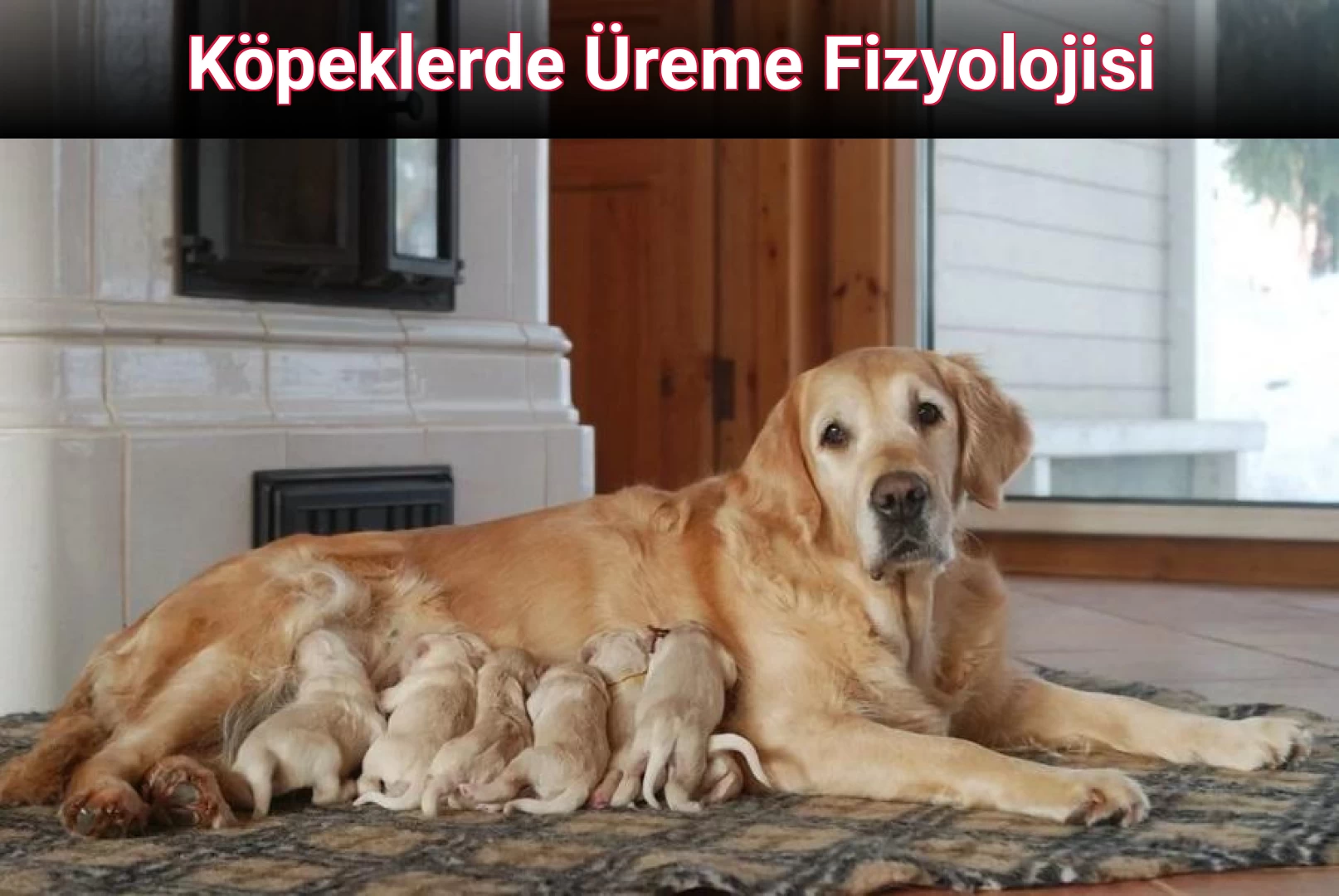 Köpeklerde Üreme Fizyolojisi
