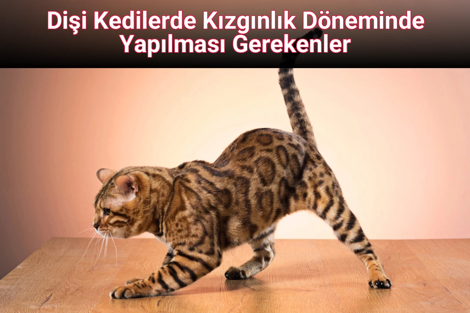 Dişi Kedilerde Kızgınlık Döneminde Yapılması Gerekenler