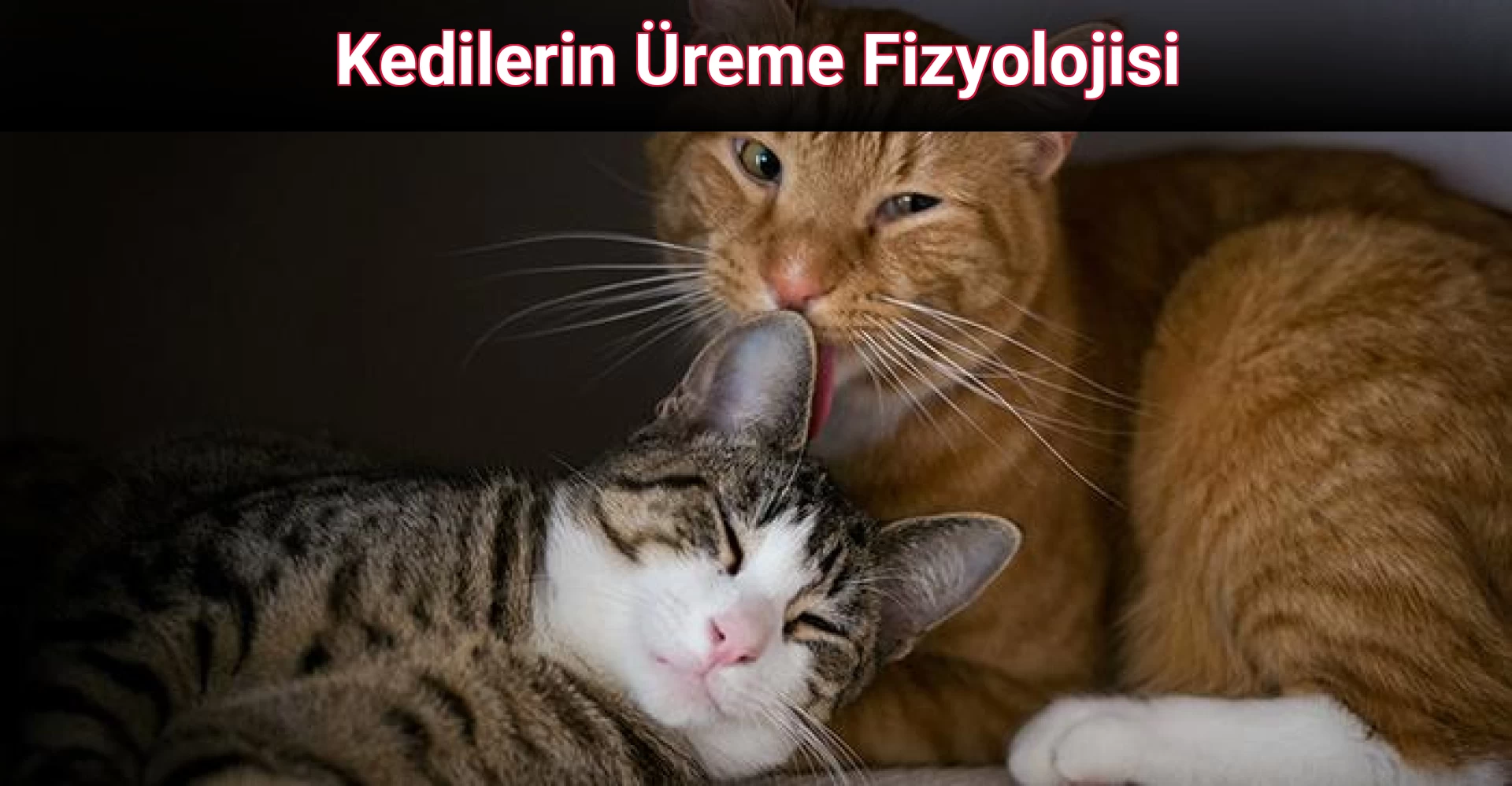 Kedilerin Üreme Fizyolojisi