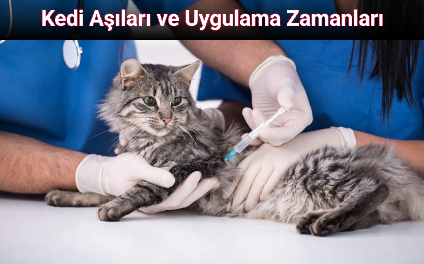Kedi Aşıları ve Uygulama Zamanları