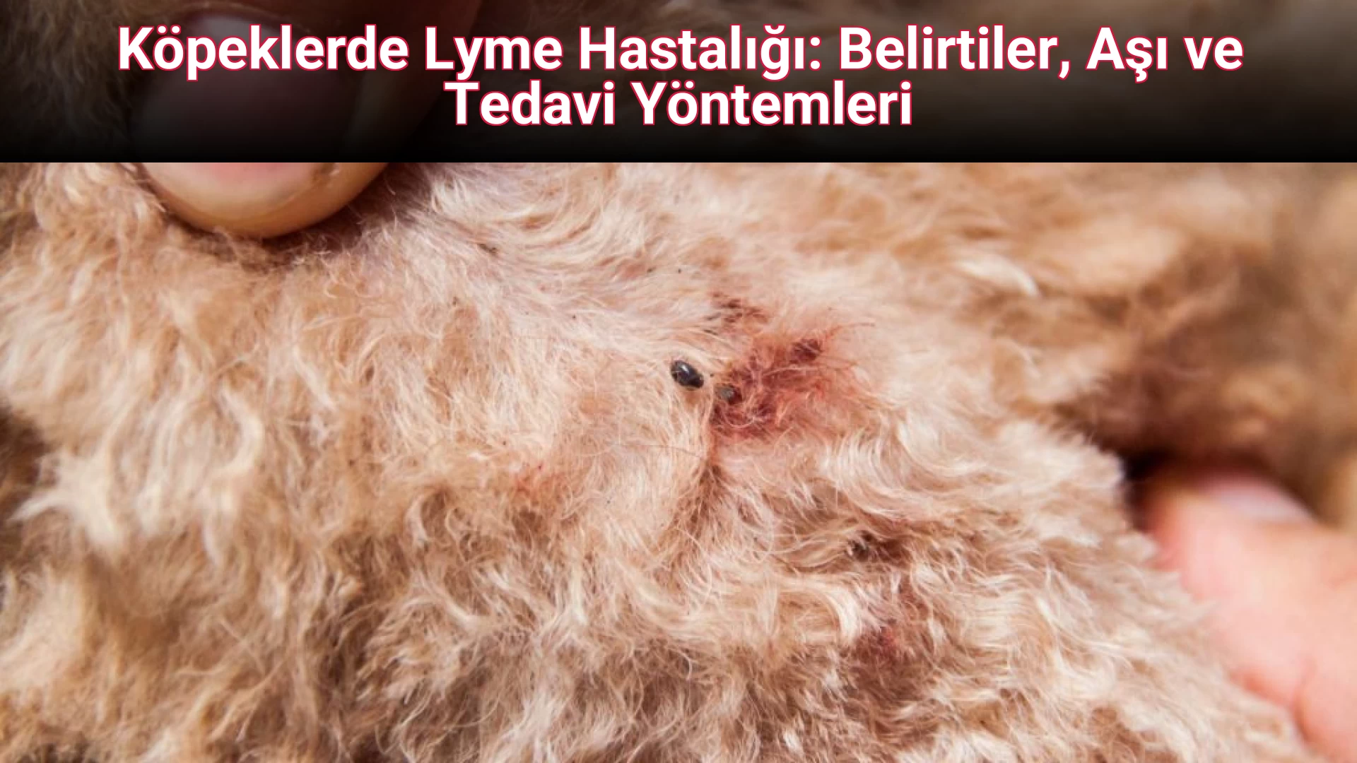 Köpeklerde Lyme Hastalığı: Belirtiler, Aşı ve Tedavi Yöntemleri