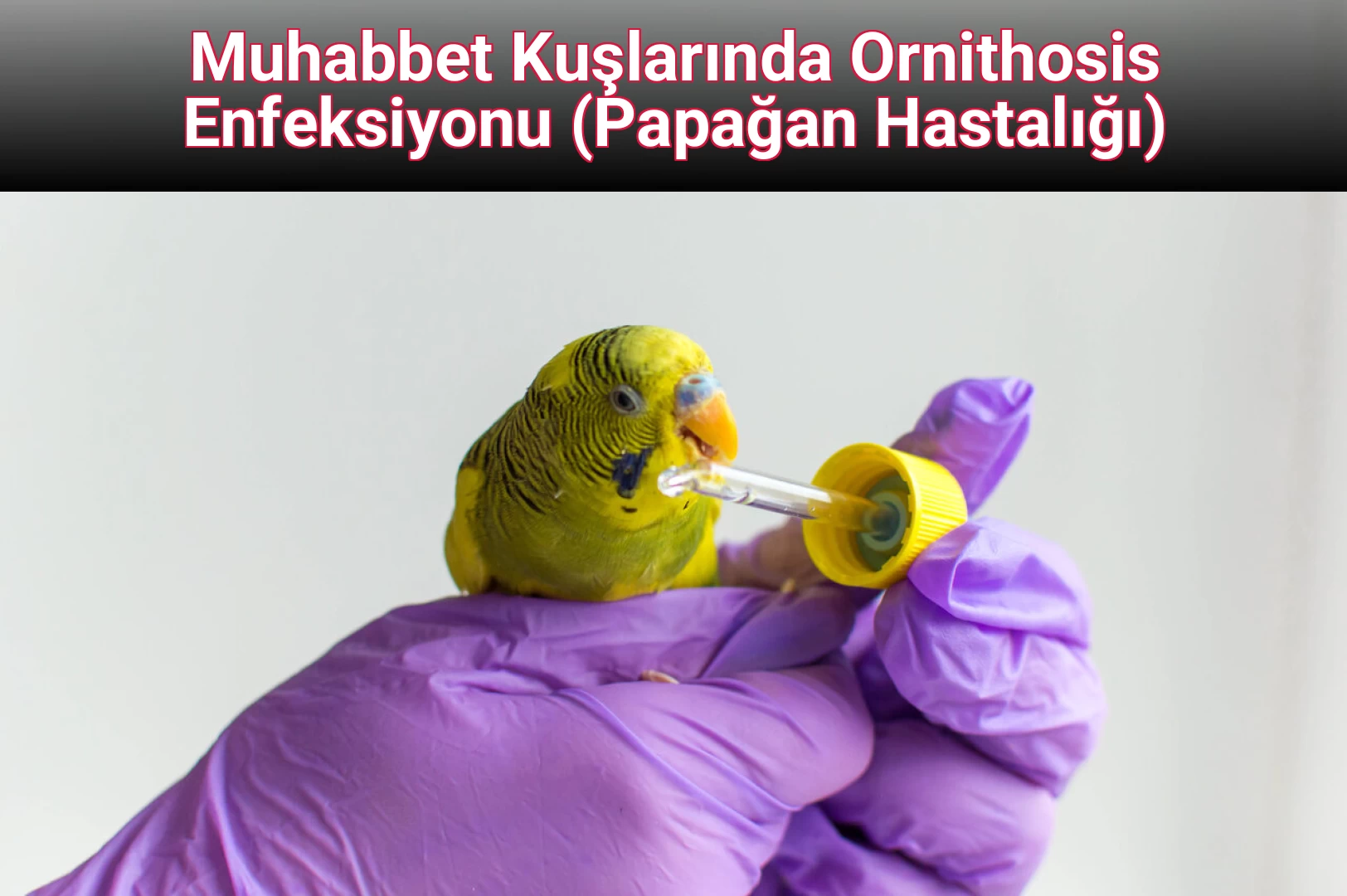 Muhabbet Kuşlarında Ornithosis Enfeksiyonu (Papağan Hastalığı)