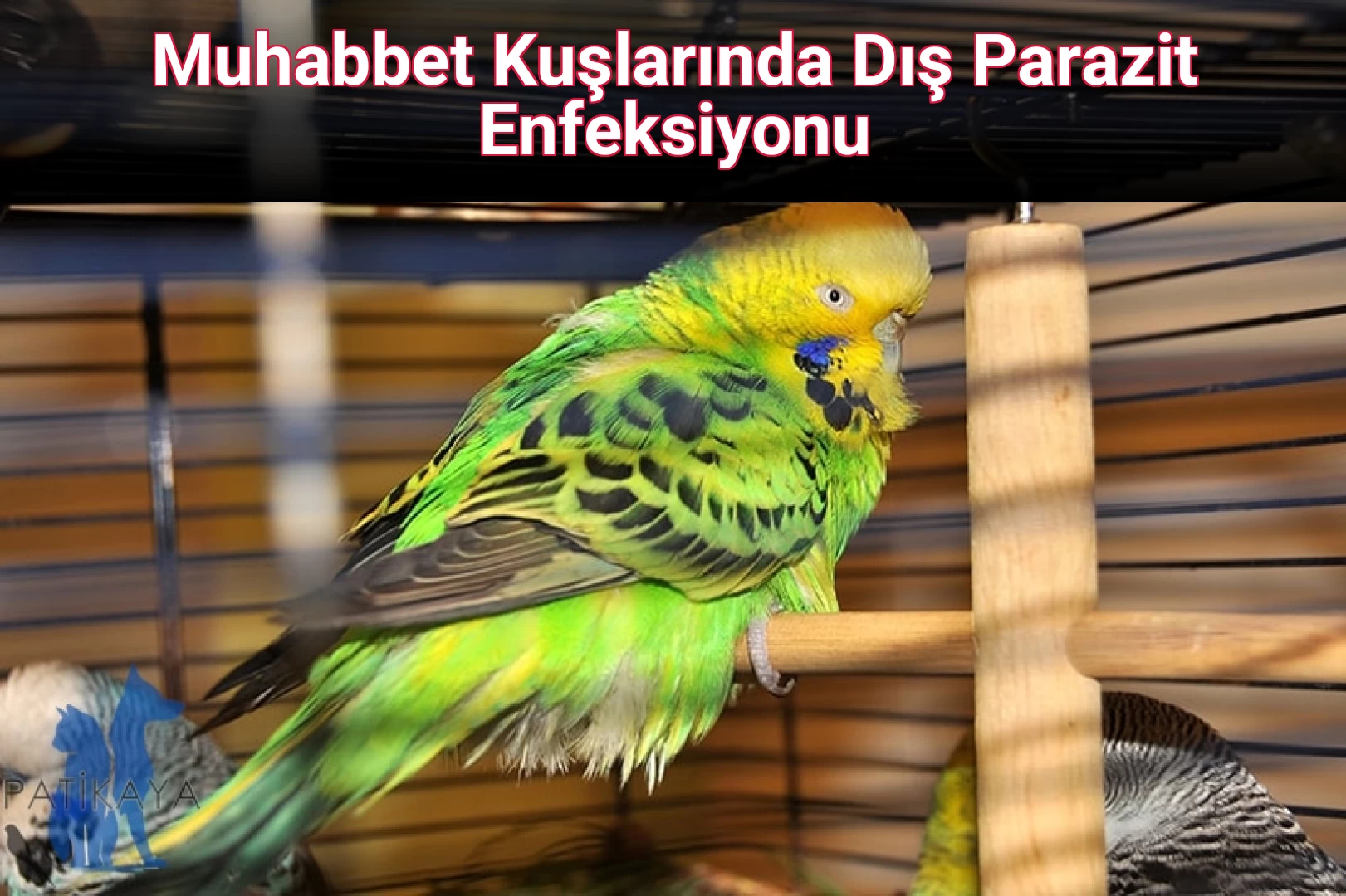 Muhabbet Kuşlarında Dış Parazit Enfeksiyonu