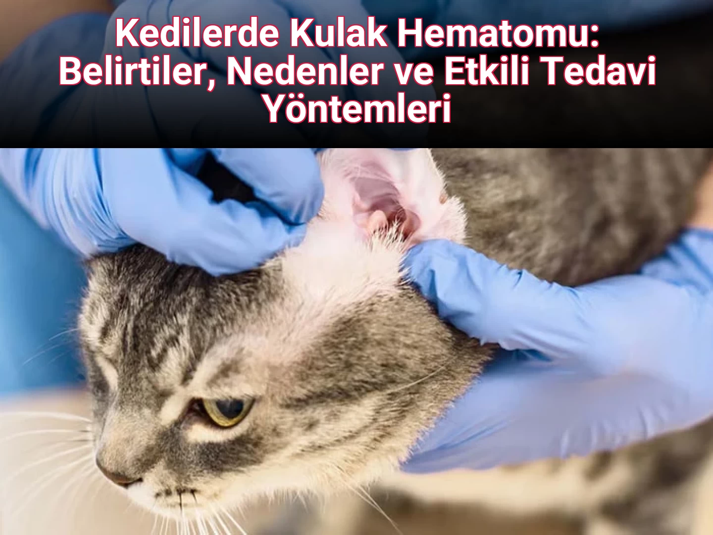 Kedilerde Kulak Hematomu: Belirtiler, Nedenler ve Etkili Tedavi Yöntemleri
