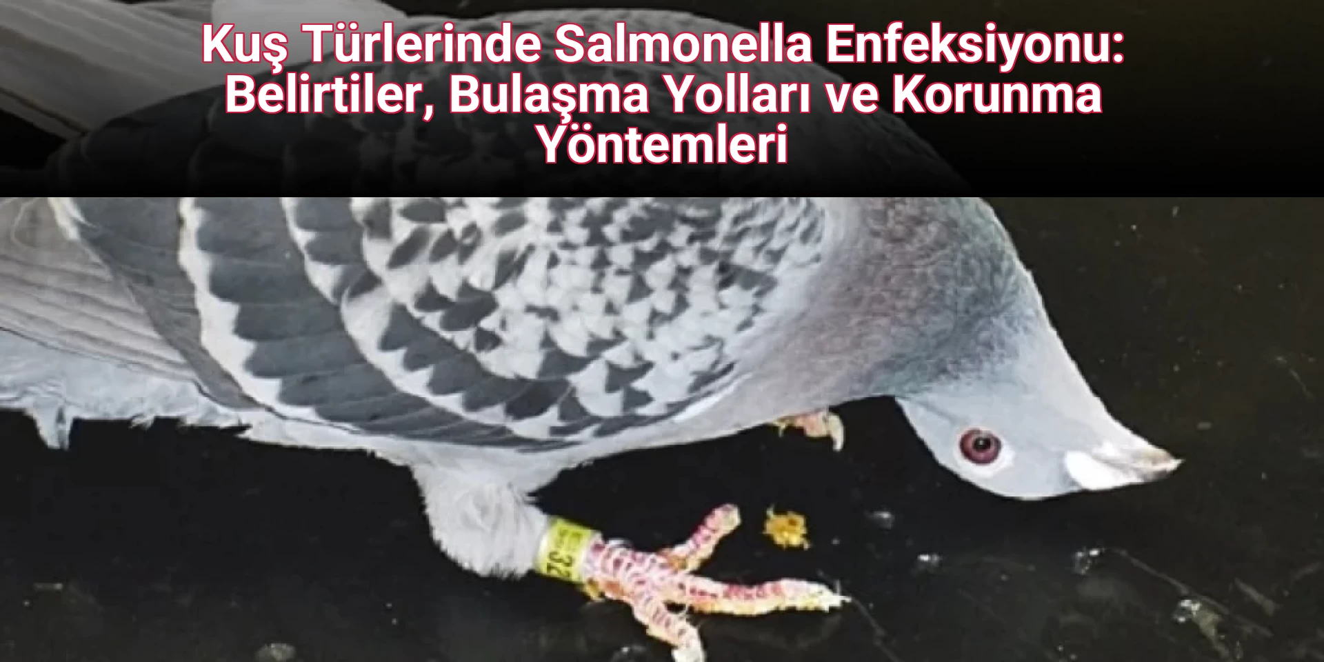 Kuş Türlerinde Salmonella Enfeksiyonu: Belirtiler, Bulaşma Yolları ve Korunma Yöntemleri
