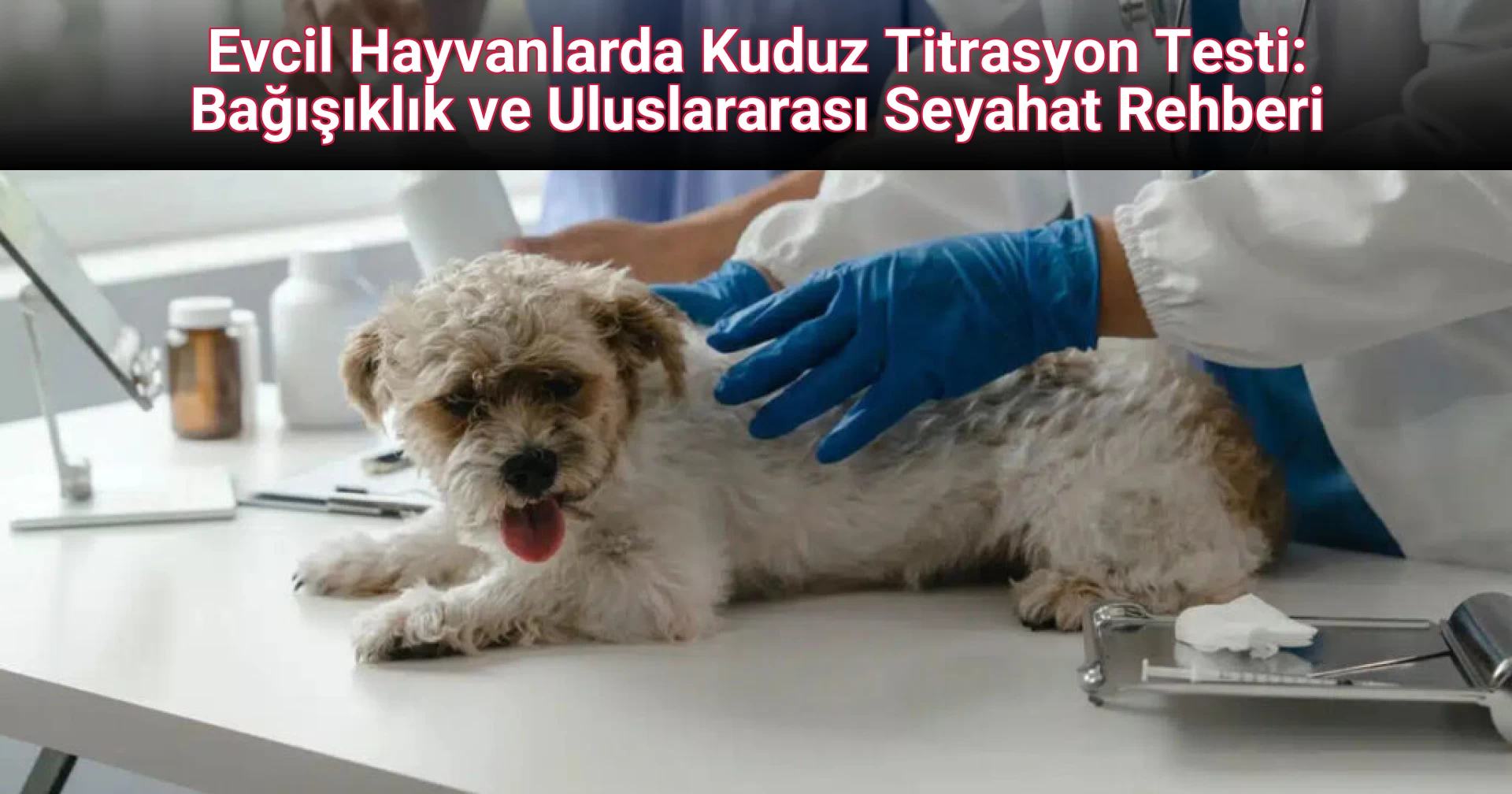 Evcil Hayvanlarda Kuduz Titrasyon Testi: Bağışıklık ve Uluslararası Seyahat Rehberi
