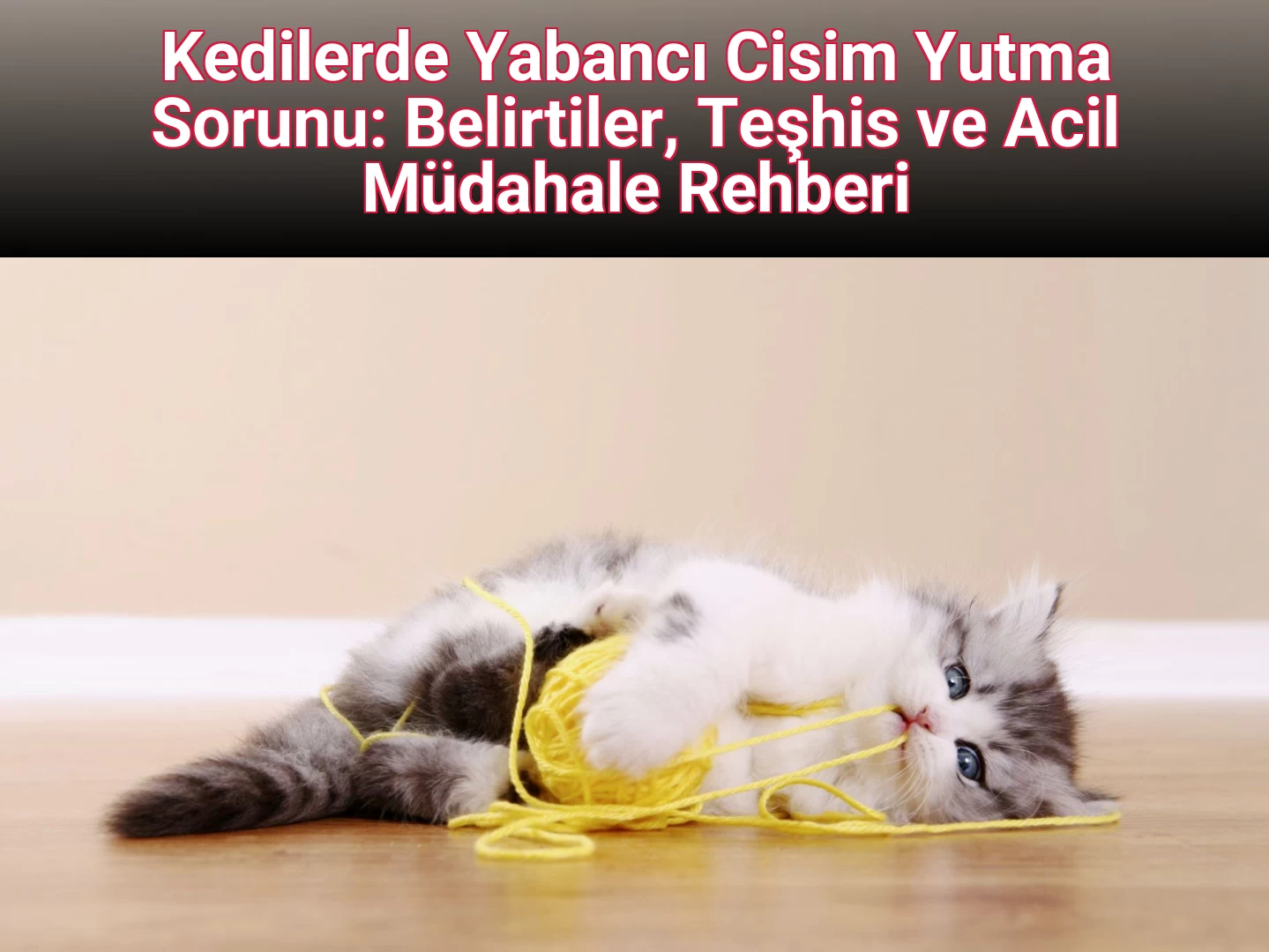 Kedilerde Yabancı Cisim Yutma Sorunu: Belirtiler, Teşhis ve Acil Müdahale Rehberi