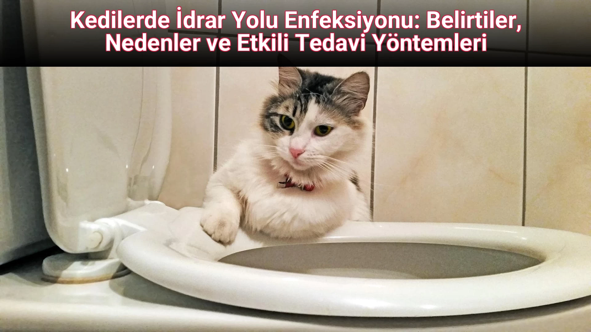 Kedilerde İdrar Yolu Enfeksiyonu: Belirtiler, Nedenler ve Etkili Tedavi Yöntemleri