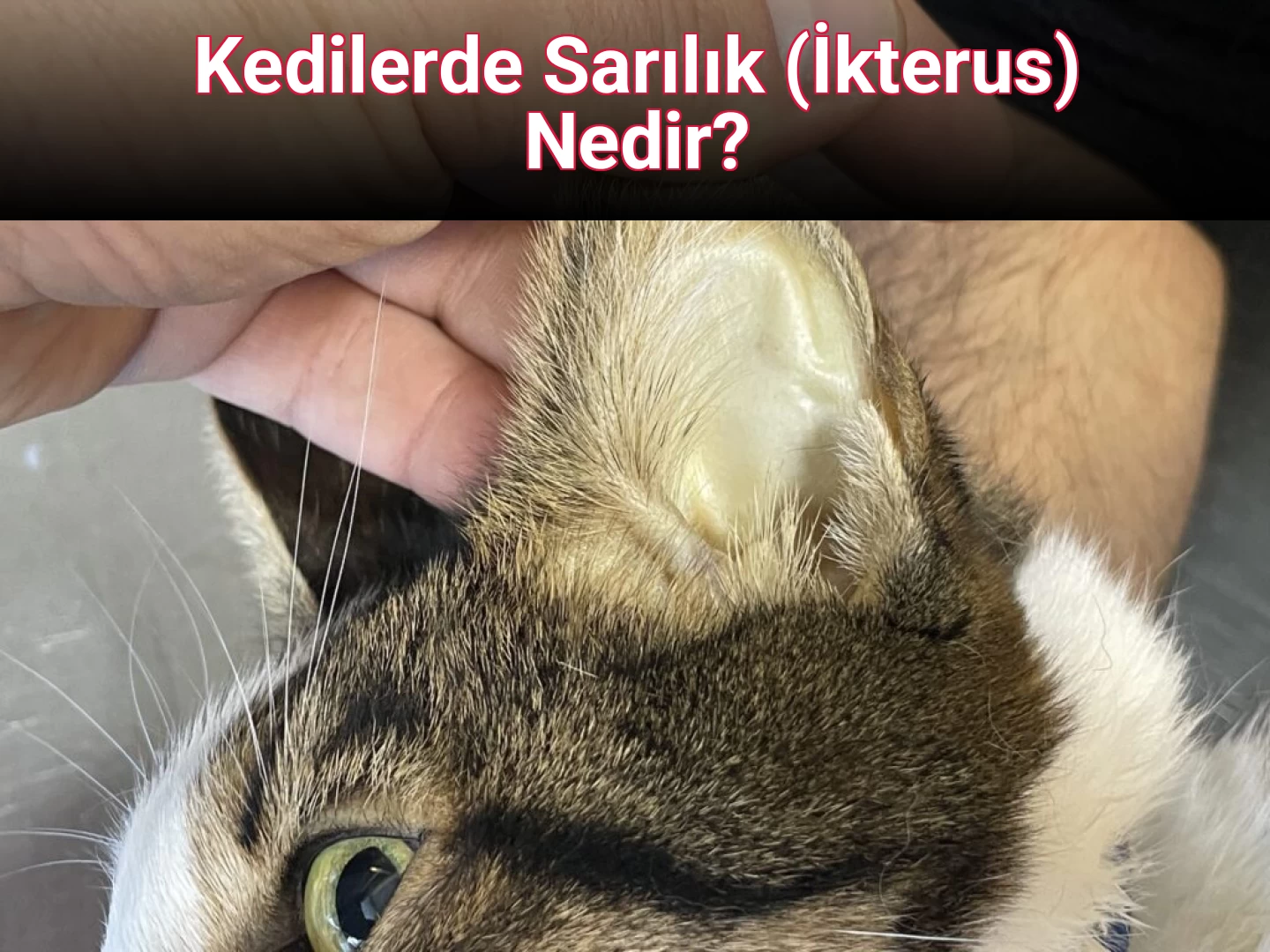 Kedilerde Sarılık (İkterus) Nedir?