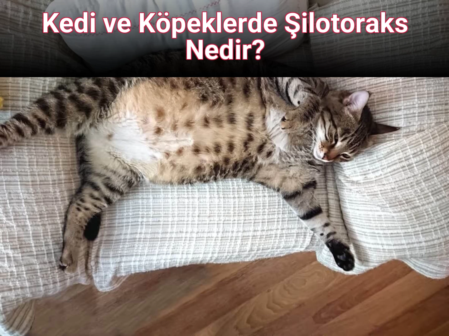 Kedi ve Köpeklerde Şilotoraks Nedir?