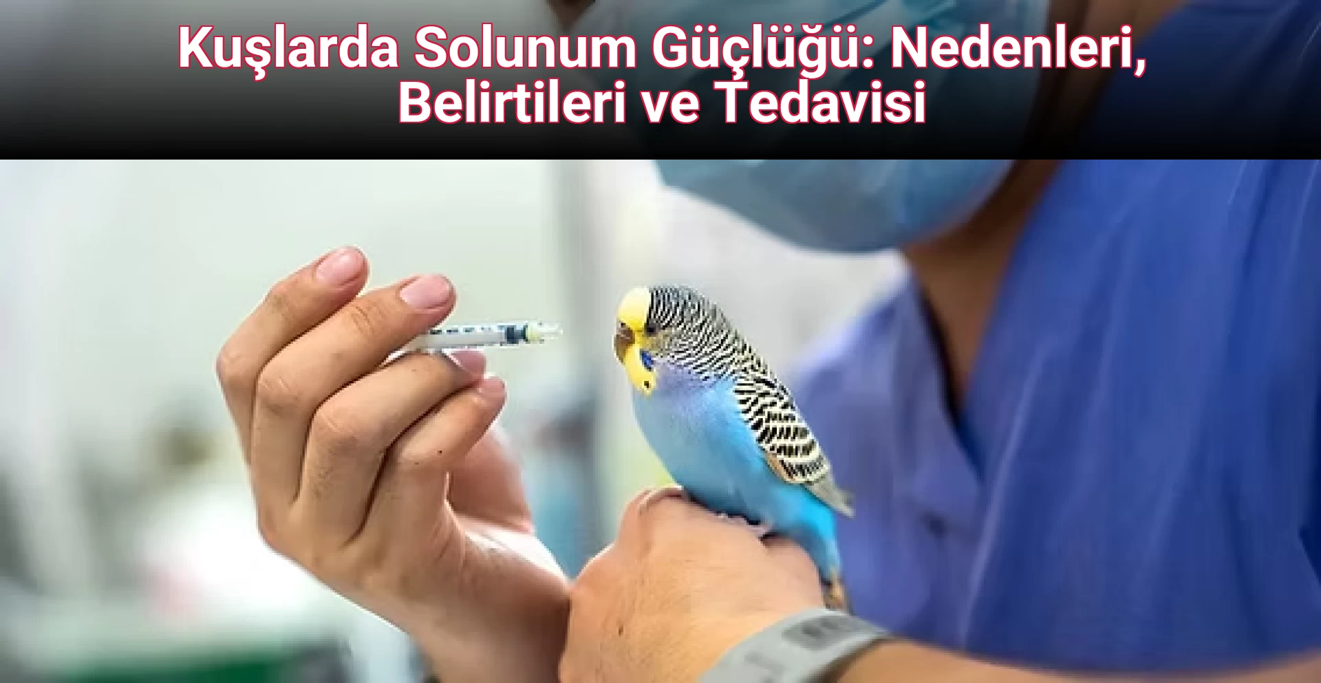 Kuşlarda Solunum Güçlüğü: Nedenleri, Belirtileri ve Tedavisi