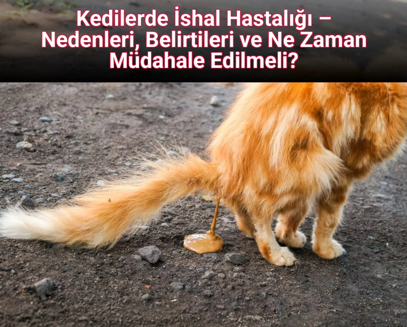 Kedilerde İshal Hastalığı – Nedenleri, Belirtileri ve Ne Zaman Müdahale Edilmeli?
