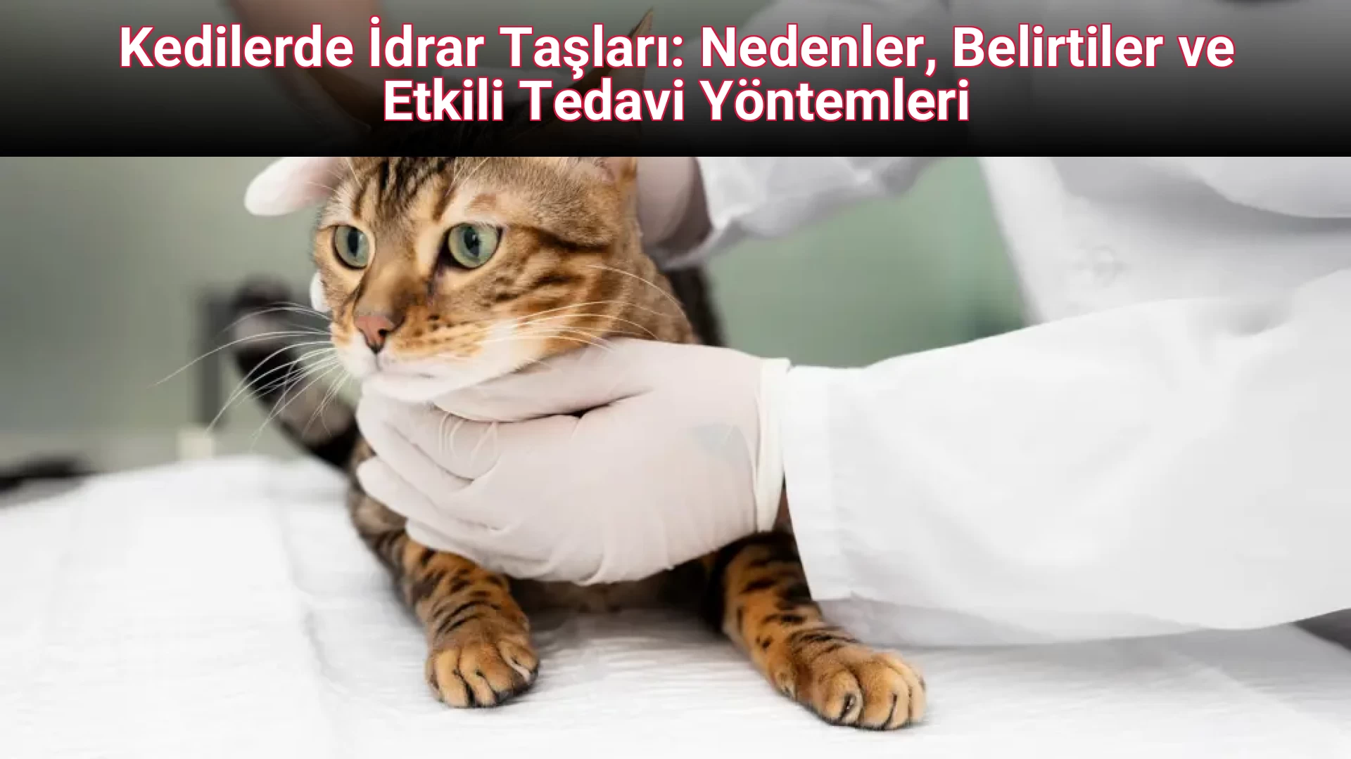 Kedilerde İdrar Taşları: Nedenler, Belirtiler ve Etkili Tedavi Yöntemleri