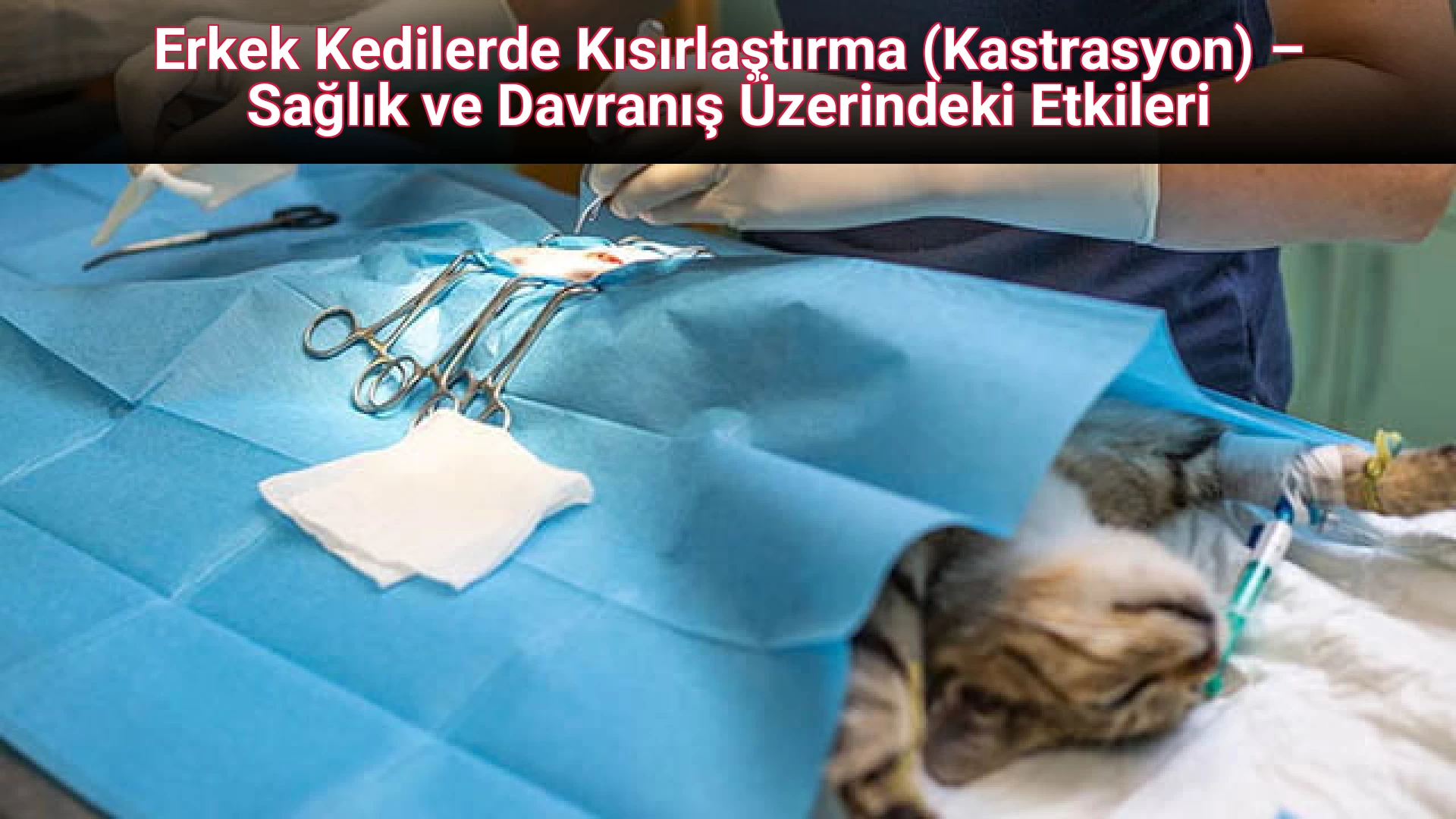 Erkek Kedilerde Kısırlaştırma (Kastrasyon) – Sağlık ve Davranış Üzerindeki Etkileri