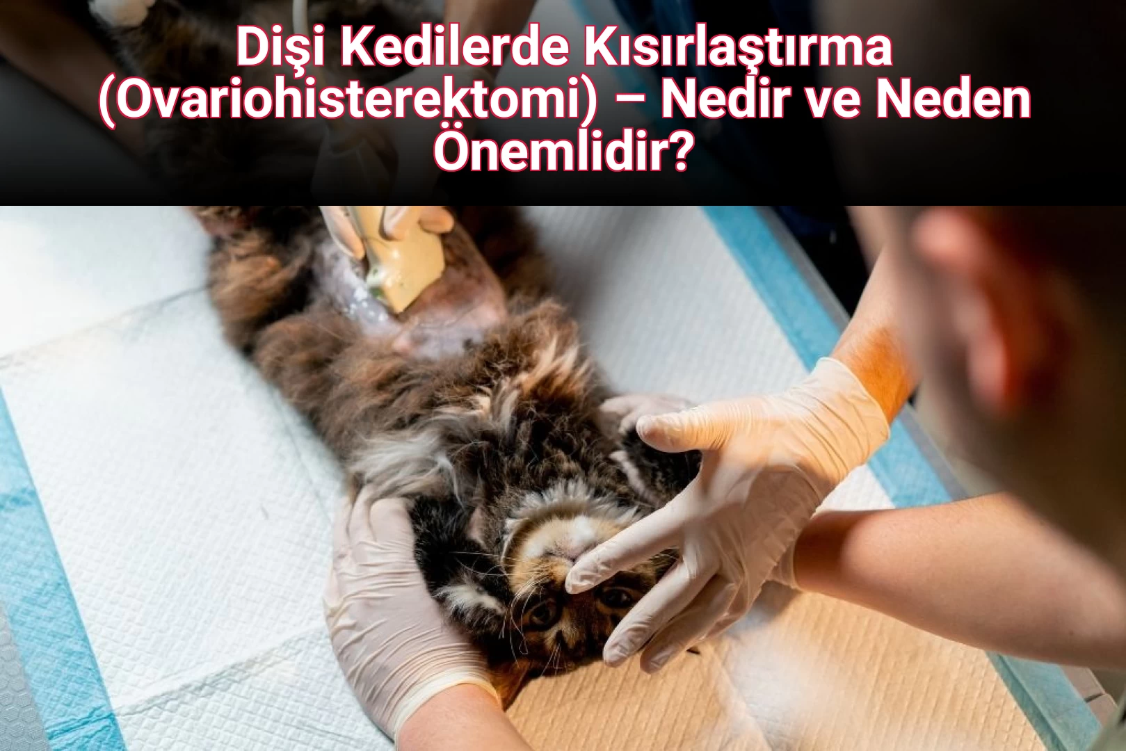 Dişi Kedilerde Kısırlaştırma (Ovariohisterektomi) – Nedir ve Neden Önemlidir?