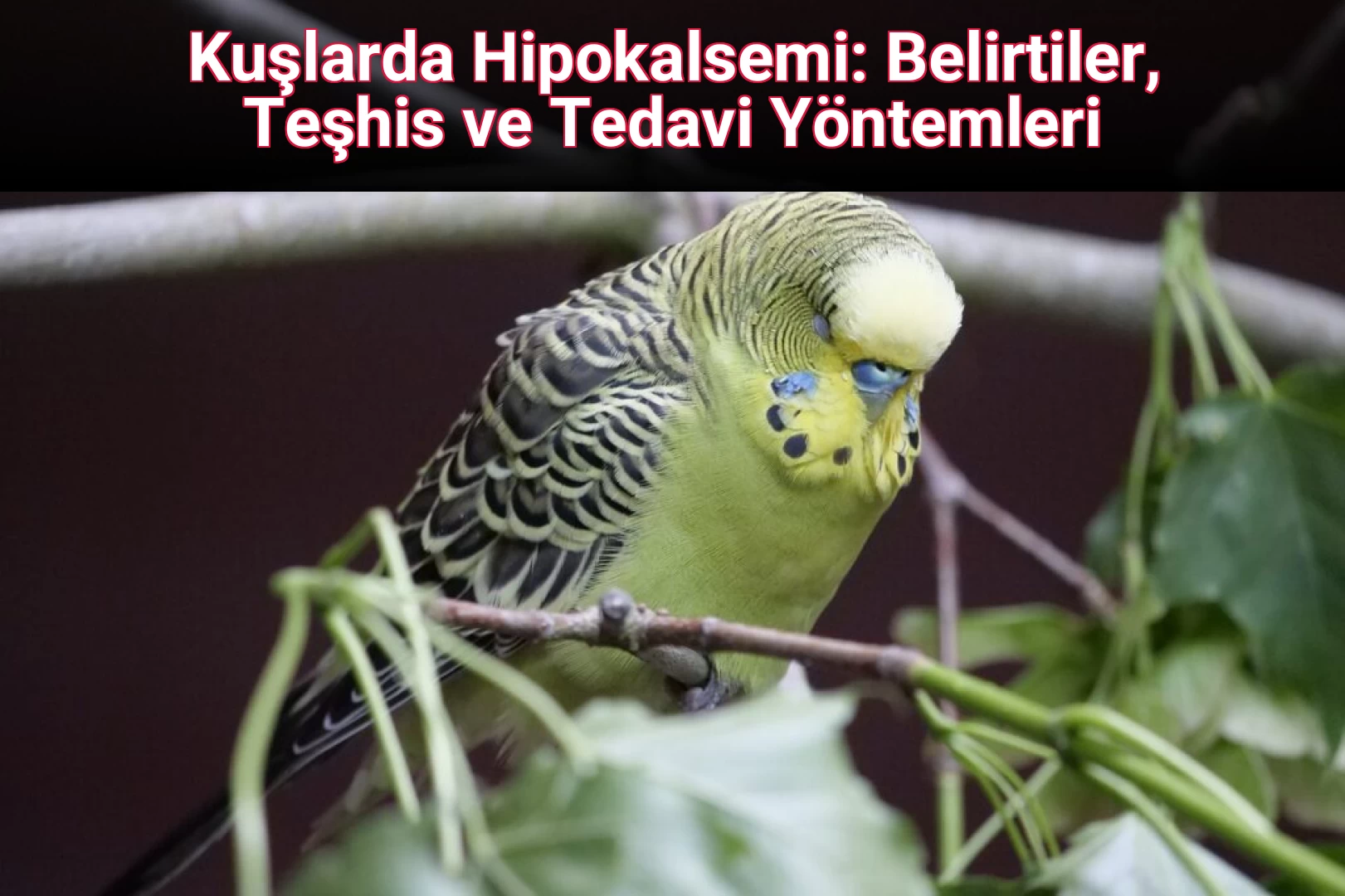 Kuşlarda Hipokalsemi: Belirtiler, Teşhis ve Tedavi Yöntemleri