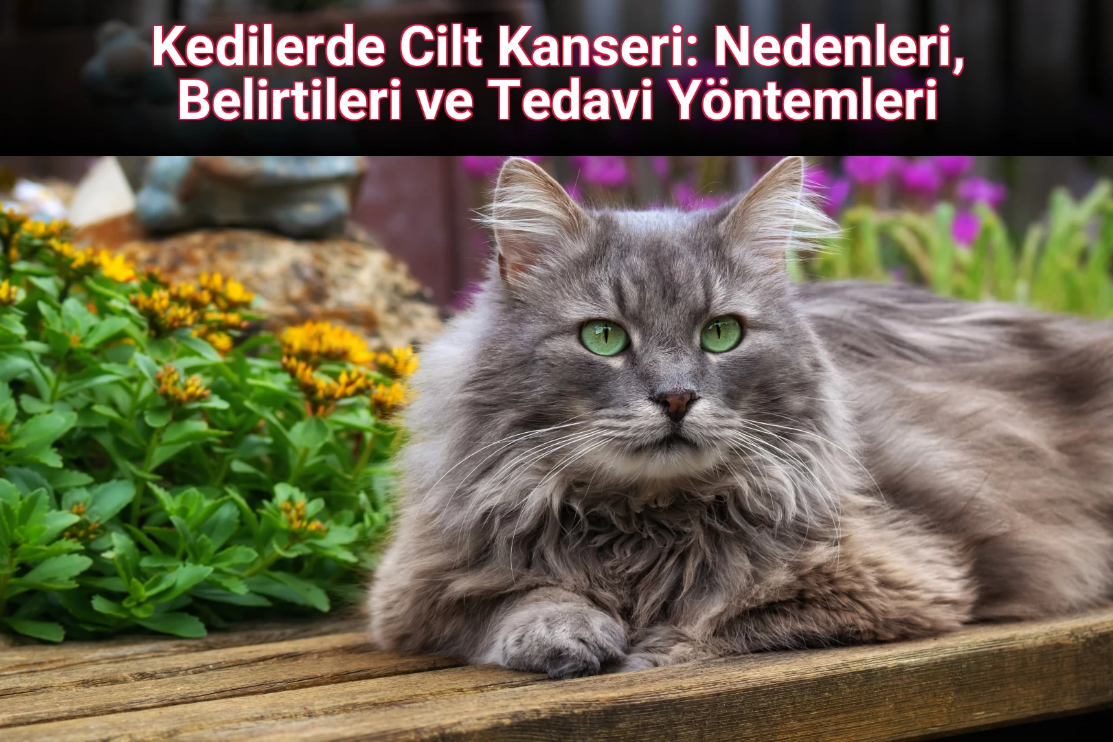 Kedilerde Cilt Kanseri: Nedenleri, Belirtileri ve Tedavi Yöntemleri